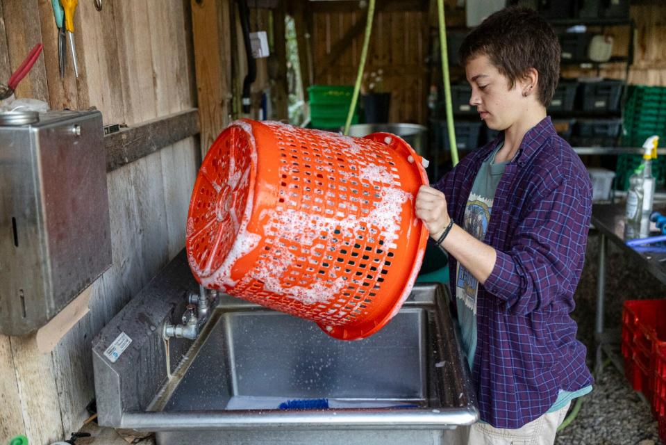 Grace O'Neil limpia cestas de plástico en el lavado y empaque que luego se usarán para guardar productos vegetales recolectados, lavados y empacados durante la jornada laboral el 12 de septiembre en Three Creeks Farm and Forest en Ashland. Este es el segundo día de trabajo de O'Neil en Three Creeks, ya que recientemente vino de trabajar en una granja en Vermont.