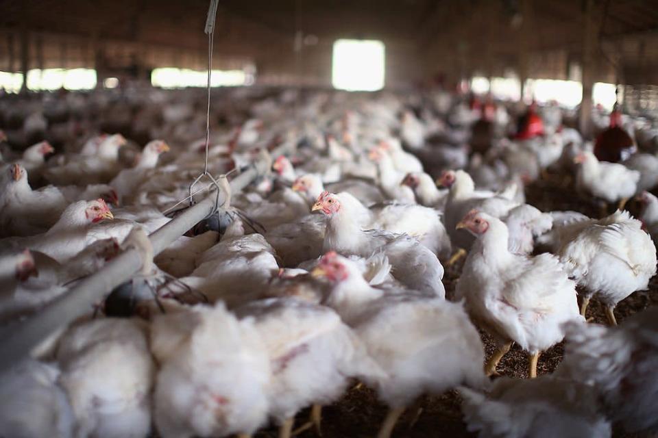 Cientos de pollos en el galpón de una granja de producción industrial