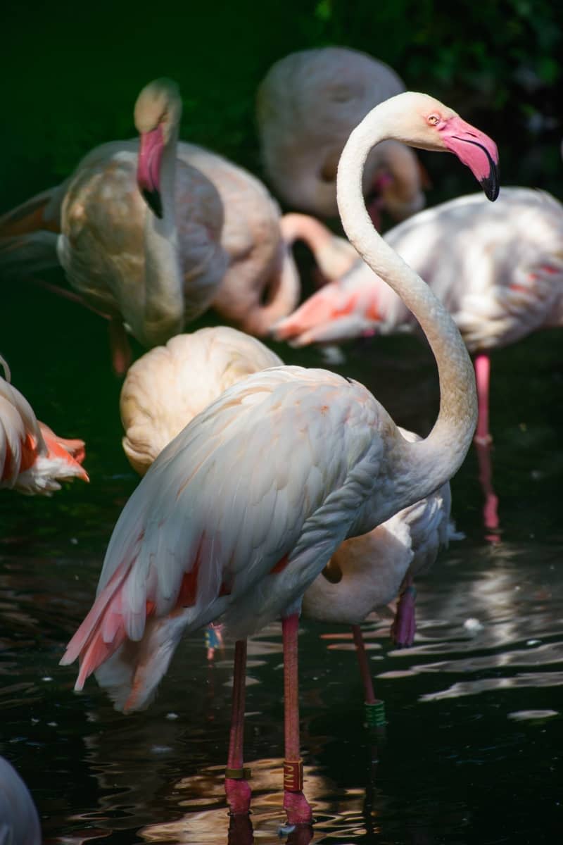 Flamingo Ingo (C) stands in the sunlight on a morning in a small lake at Berlin Zoo next to his fellow flamingos. Ingo the flamingo, believed to be the oldest resident of the Berlin Zoological Garden, has died, the institution announced. Gregor Fischer/dpa