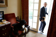 <p>“Bo was just hanging out in the Outer Oval Office when the President walked in to begin his day on November 6, 2013. Each morning, the President always enters through this door rather than the direct outside door to the Oval Office.” (Pete Souza/The White House) </p>