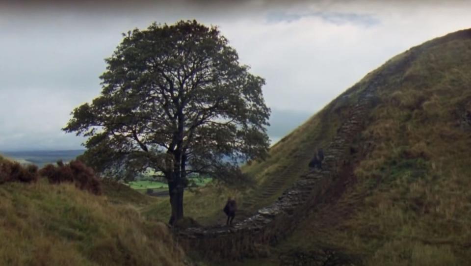 The tree features in the 1991 Kevin Costner blockbuster Robin Hood Prince of Thieves (Handout)