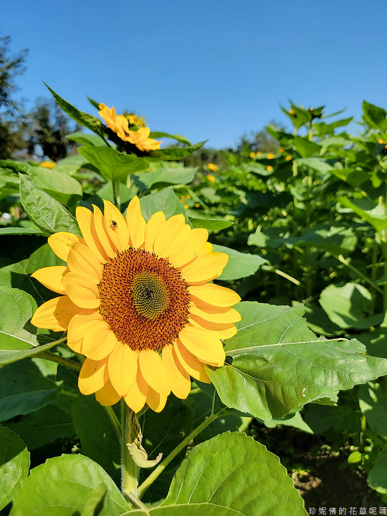 屏東｜新埤鄉綜合休閒公園