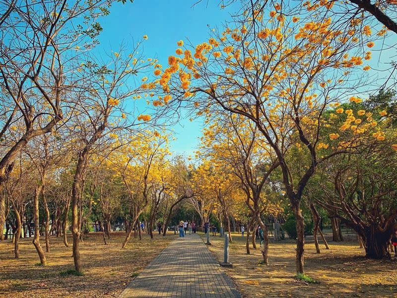 億載公園為台南市知名的黃花風鈴木賞花景點之一。（圖／IG：lao_maio授權）