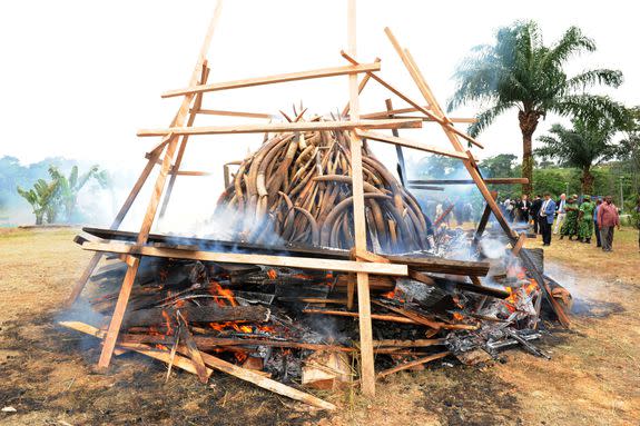 Soldiers watch as ivory elephant tusks are burned on a pyre in Libreville, Gabon.