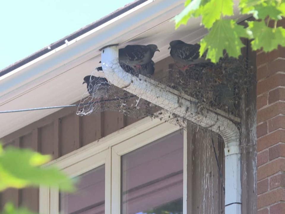 Pigeons build a nest on the second storey of a townhouse in Summerside. (Kate McKenna/CBC - image credit)