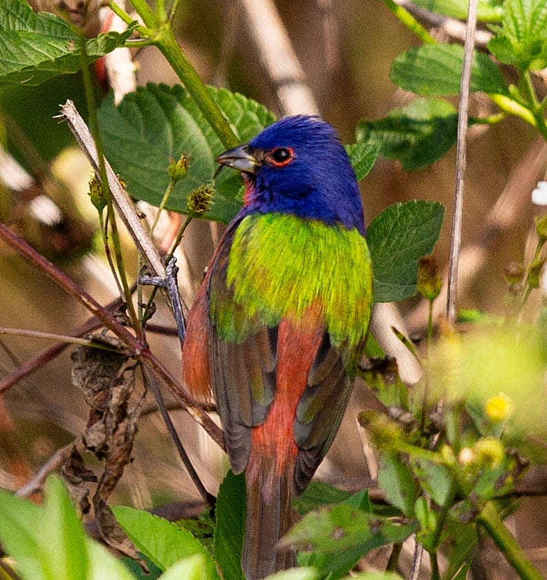 The Cornell Lab posts on its All About Birds webpage that the range of painted buntings is south of I-20 and I-85 but has a significant presence in Florida, Louisiana, Arkansas, Oklahoma, Texas, down into Mexico and all the way to the Panama Canal.