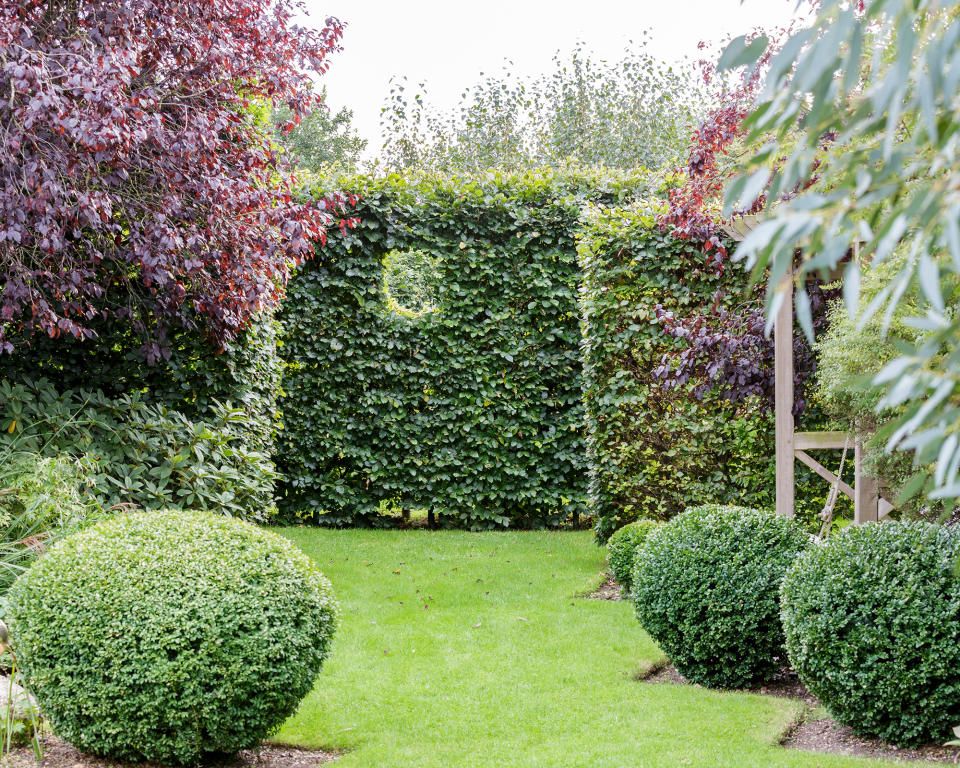 <p> If traditional fencing or garden wall ideas are not on your agenda, worry not. A neat box hedge could be the answer to your prayers.&#xA0; </p> <p> The best fast-growing hedges offer lots of design possibilities and are also great for creating garden rooms. Understandably, it can be hard to get excited about hedges. They quietly do their thing, defining the boundaries of our gardens and providing a useful backdrop to other planting. But they can be so much more.&#xA0; </p> <p> It&#x2019;s possible to make a feature of hedging by incorporating it into your design when you plan a garden and capitalising on the extra planting opportunities a hedge offers. &#x2018;When it comes to design, they play a vital role,&#x2019; advises horticulturist and author Louise Curley.&#xA0; </p> <p> &#x2018;You can use hedges to divide your space into different garden rooms; taller ones will help you create secret places, or you can cut a hole into a hedge to capture a view &#x2013; either taking the eye beyond the garden or giving a glimpse into a hidden corners.&#x2019; &#xA0; </p> <p> If you&apos;re after something more classic in design, then the knife-edge precision in a hedge is an awesome thing, as if the line the gardener drew on their plan had been magnified a thousand times. Who can help but admire the workmanship which can produce a living straight line or a perfect wall of uniform, black-green yew.&#xA0; </p>