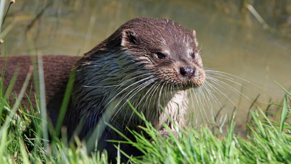 a photo of an otter standing in grass