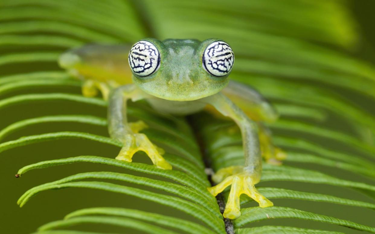 A Ghost Glass Frog (Sachatamia Ilex) sits patiently on a leaf branch in ChocÃ³ coastal rainforest in North Western Ecuador - David Weiller/WENN