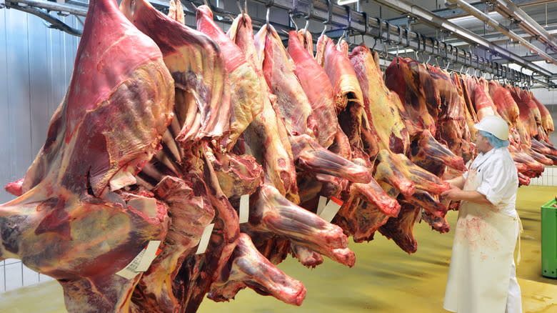 Inspecting hanging butchered carcasses 