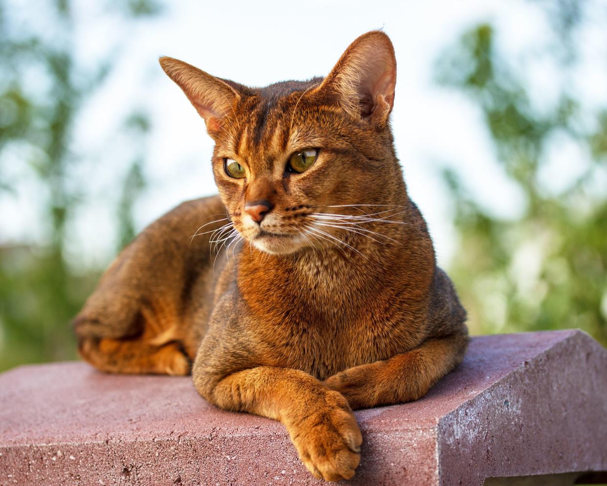 An Abyssinian cat laying on a brick ledge, selective focus, looking to the left, trees and outside blurred in the background