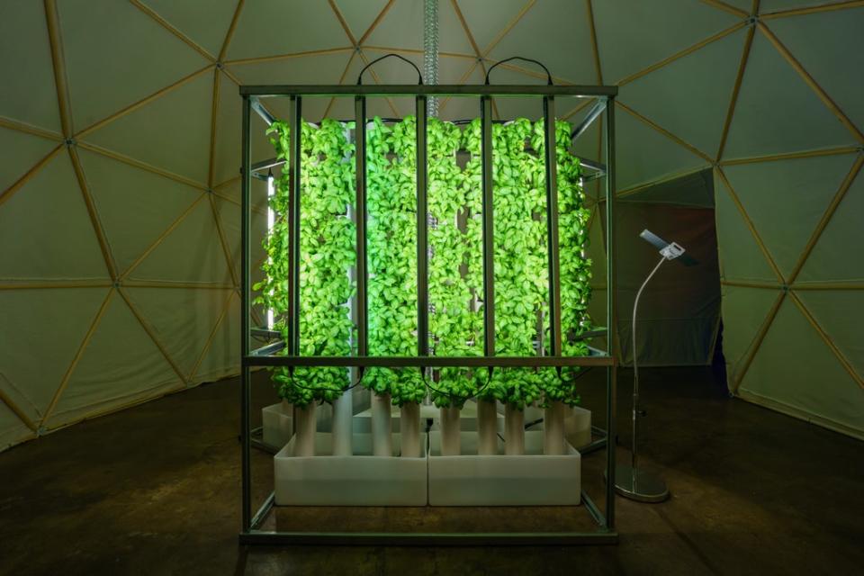 Basil grown using hydroponic farming (Ben Queenborough/PinPep)