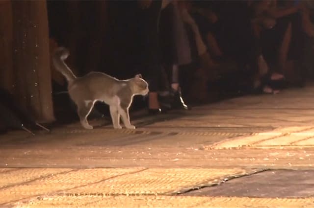 Cat purr-rades along Dior runway in Morocco