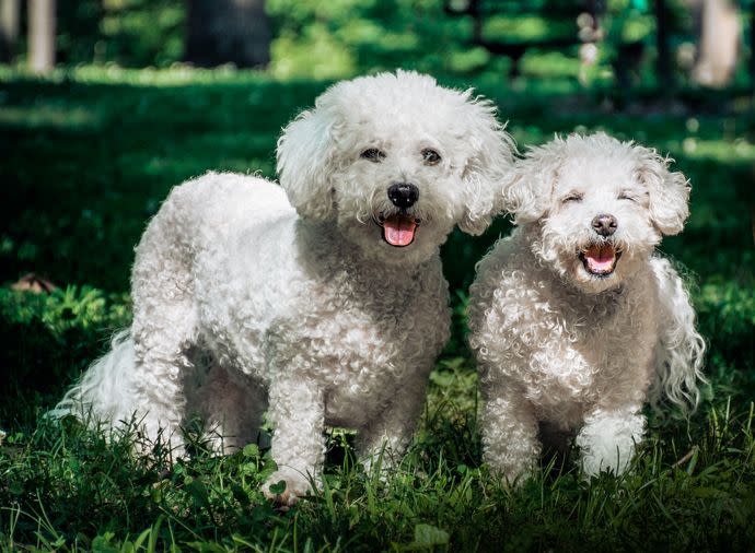 20 best dogs for kids bichon frise