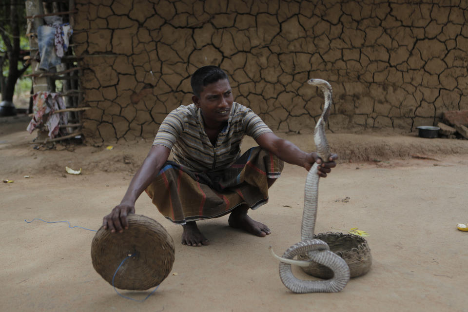 A Sri Lankan Telugu man Masannage Ranjith holds his cobra outside his dwelling in Kalawewa, Sri Lanka. Sri Lanka's Telugu community, whose nomadic lifestyle has increasingly clashed with the modern world, is facing another threat that could hasten its decline: the COVID-19 pandemic. (AP Photo/Eranga Jayawardena)