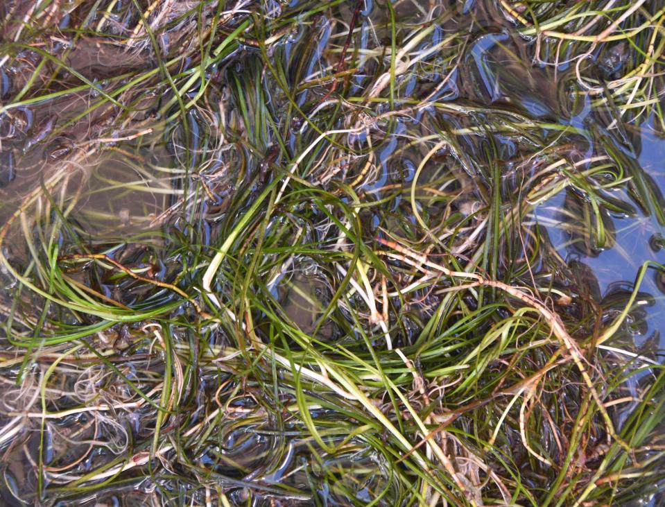 Volunteers planted some 200 of the seagrass plants in clusters of three in the Thousand Islands Tuesday. They were grown by the Florida Oceanographic Society, a 57-acre marine life nature center located on Hutchinson Island in Stuart. Although seagrass transplanting isn't specifically mentioned in Florida's proposed budget, advocates hope $100 million in proposed new lagoon funding will help grow back the estuary's grass.