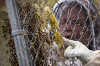 Honeycomb is visible as beekeeper Sean Kennedy works to relocate a swarm of honeybees from a fence line in a neighborhood in Anacostia, Monday, April 20, 2020, in Washington. (AP Photo/Andrew Harnik)