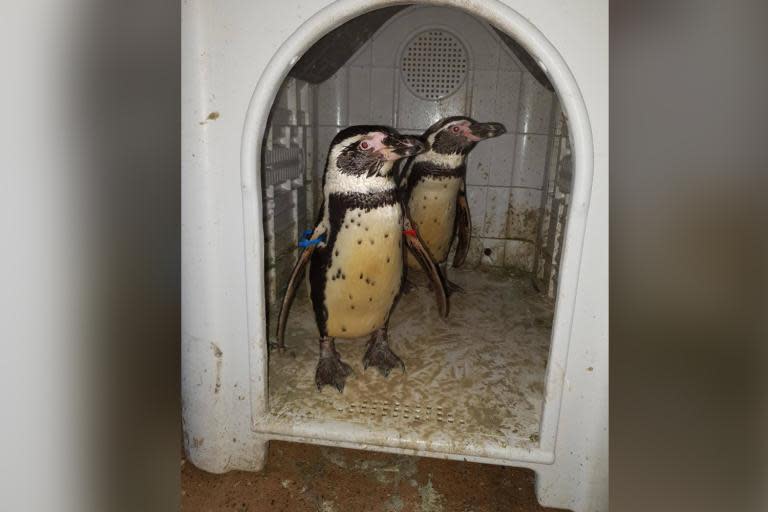 Police rescue stolen penguins two months after being stolen from UK zoo