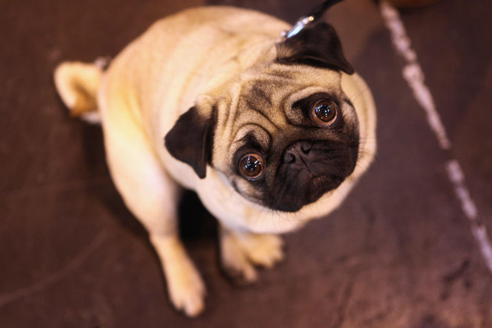 A pug dog stands in the exhibition hall on the final day of the annual Crufts dog show at the National Exhibition Centre on March 13, 2011 in Birmingham, England.  / Credit: Oli Scarff / Getty Images