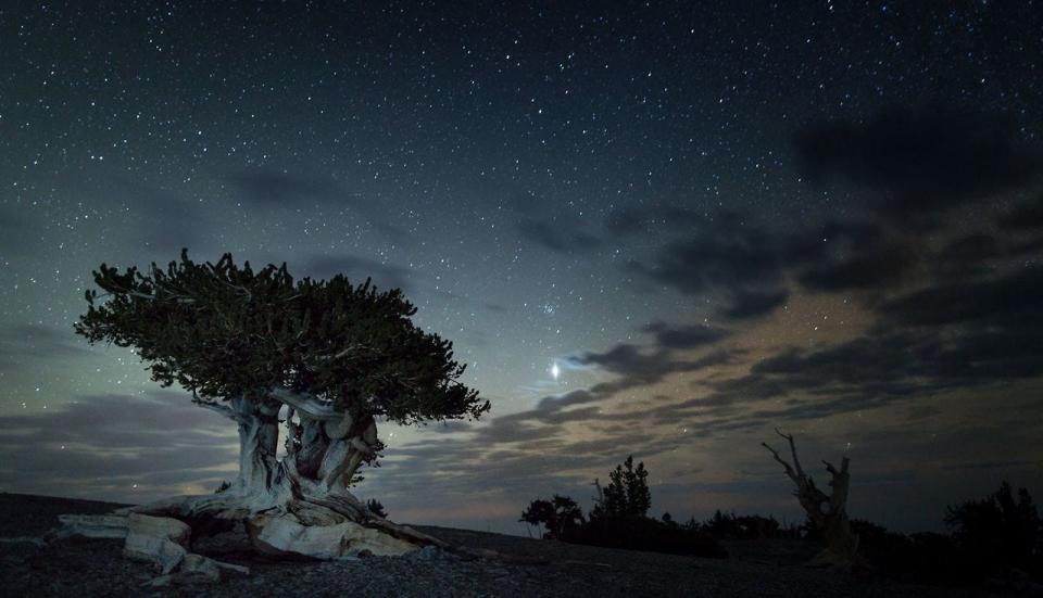 Stars emerge in the night sky above an ancient Bristlecone pine tree in this twilight view at Great Basin National Park, Nevada.