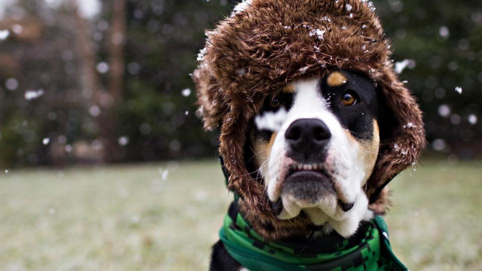 close up of a greater Swiss mountain dog in the snow wearing a winter hat