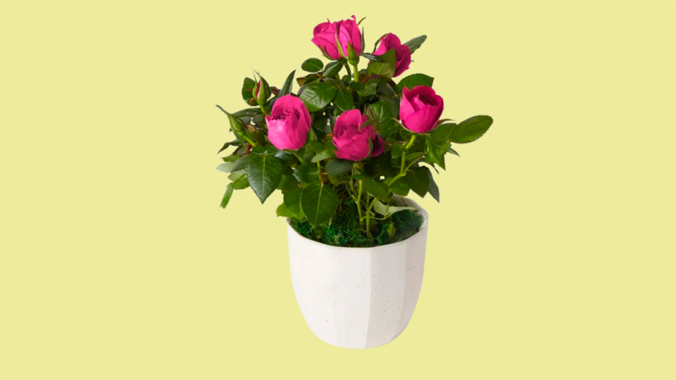 Best UrbanStems Mother’s Day bouquets: The Rosalie