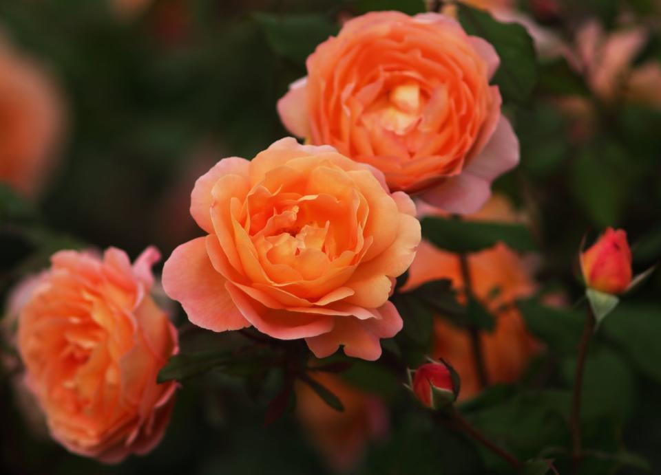 english shrub rose rose lady emma hamilton