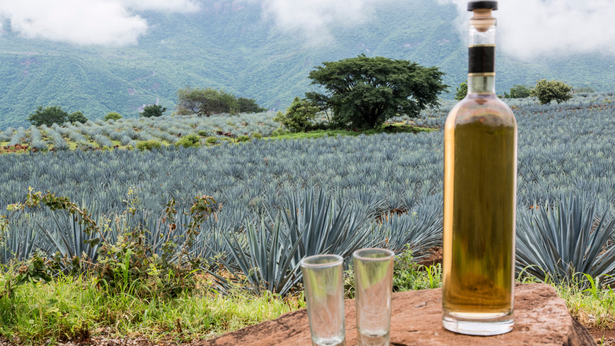  A bottle of tequila in front of a field of agave plants. 