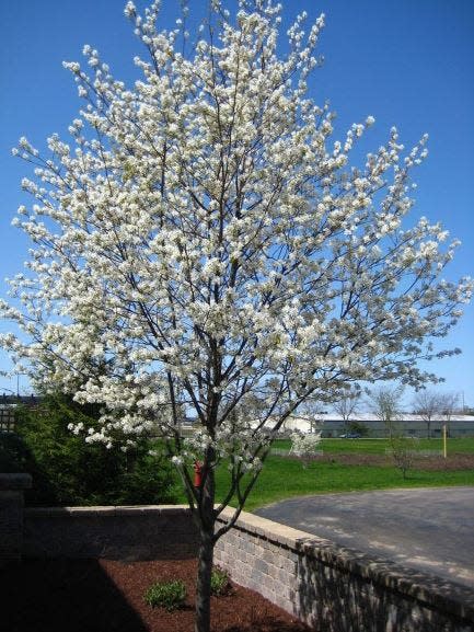 Serviceberry provides both pollen and nectar for bees as well as berries for birds