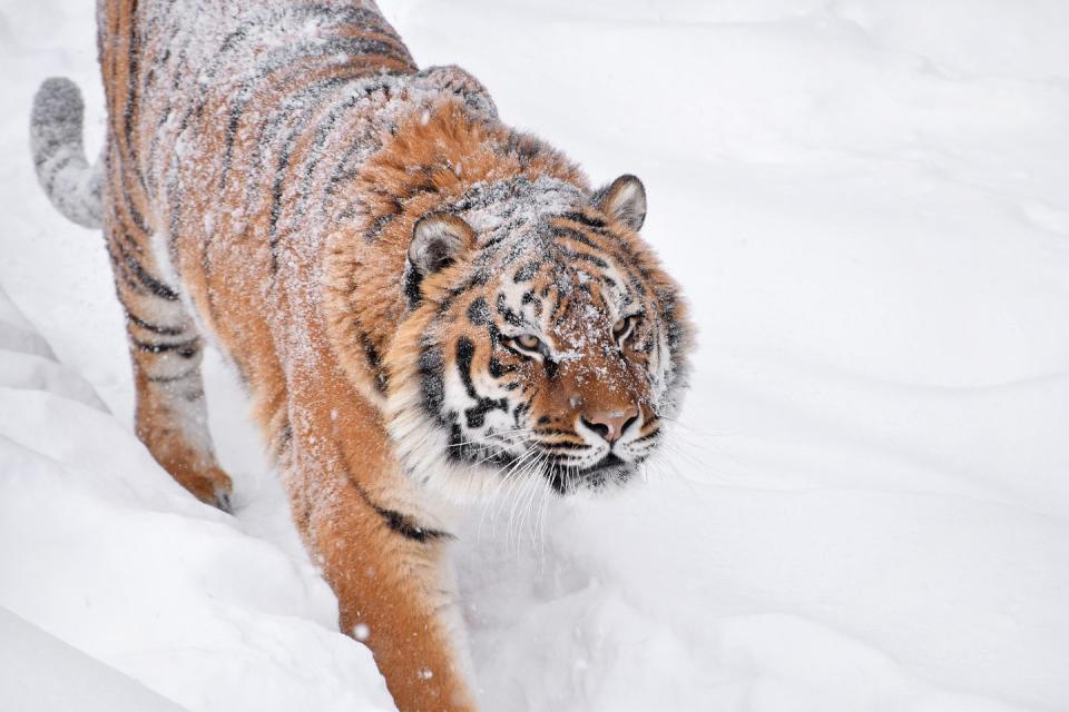 This Unexpectedly Chilly Tiger