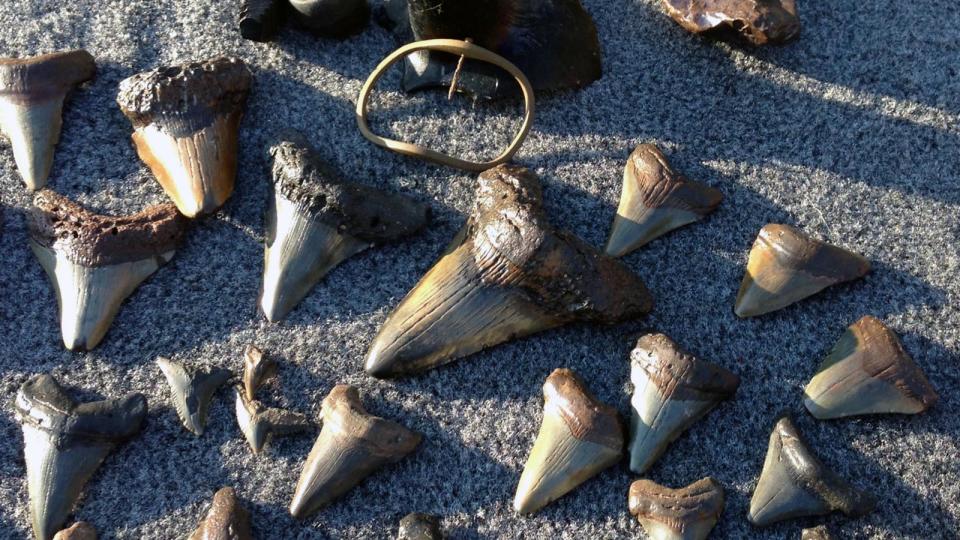 <b>This cache from a dive in the Cooper River includes several shark's teeth as well as a brass Colonial belt buckle.</b> Joe Harvey