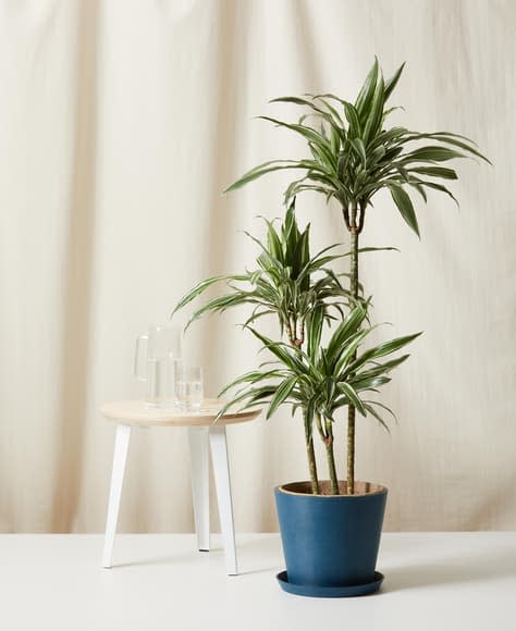 <p><a href="https://bloomscape.com/product/dracaena-warneckii/" rel="nofollow noopener" target="_blank" data-ylk="slk:Shop Now;elm:context_link;itc:0;sec:content-canvas" class="link rapid-noclick-resp">Shop Now</a></p><p>Dracaena Warneckii</p><p>bloomscape.com</p><p>$249.00</p><span class="copyright">Bloomscape</span>