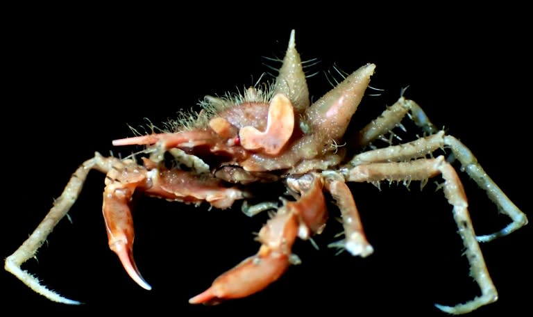 "This is a part of the Indian Ocean that has been never been sampled for deep-sea animals so we really didn't know what to find," said Peter Ng, a crab expert and head of the Lee Kong Chian National History Museum at NUS