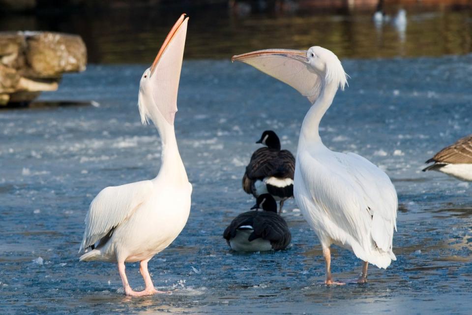 Pelicans in St James’ Park (JEREMY SELWYN)