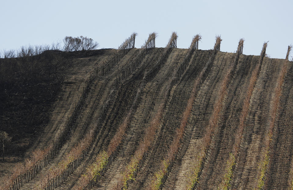 FILE--In this file photo taken Oct. 30, 2017, a partially burned vineyard is seen along Highway 121 in Sonoma, Calif. California Gov. Jerry Brown has thrown his support behind limiting liability for electric utilities when their equipment causes wildfires. (AP Photo/Eric Risberg, file)