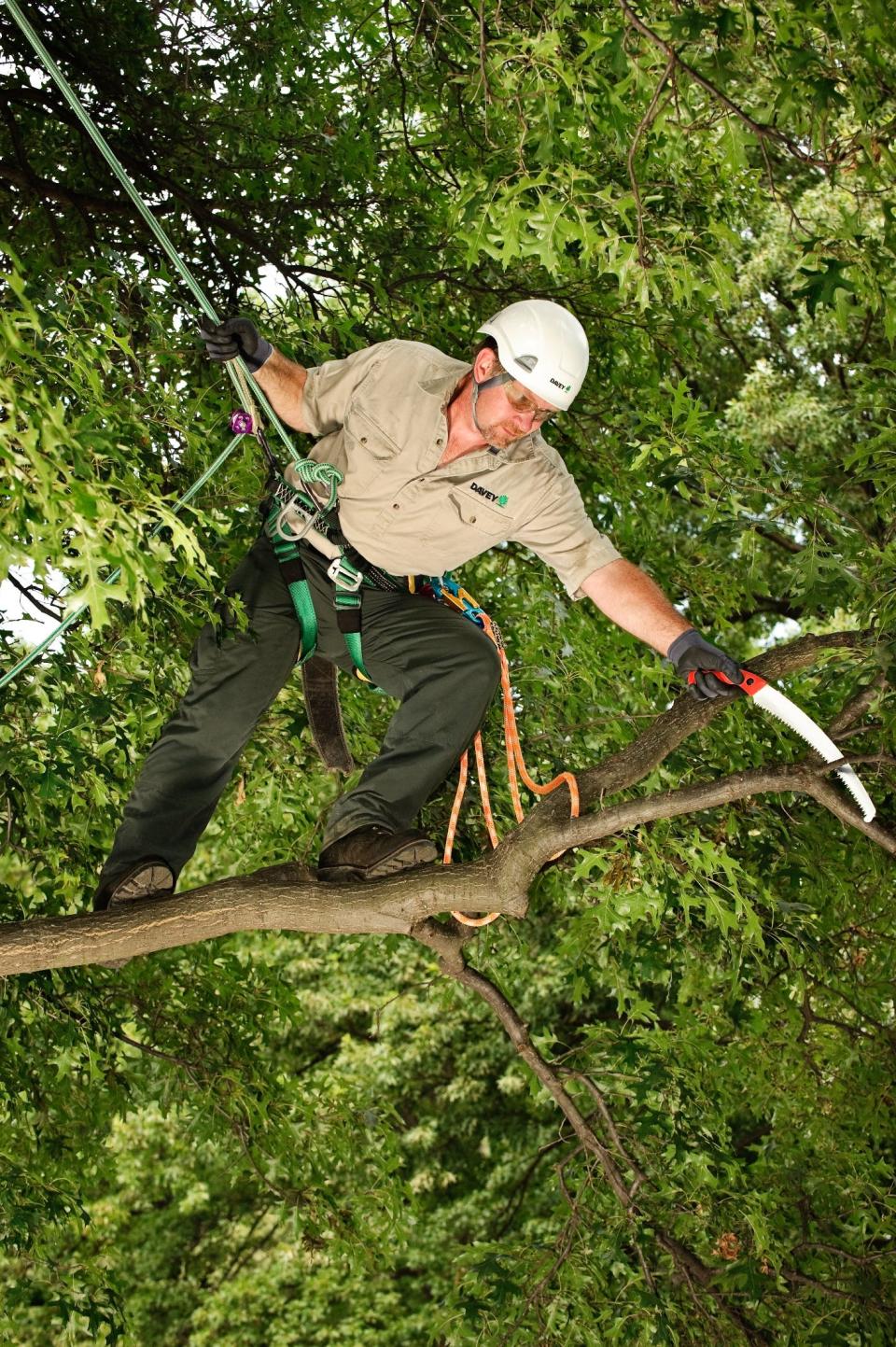 To prune a large tree, arborists sometimes need to use cabling and bracing.