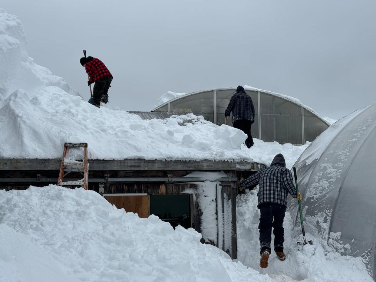 People digging out greenhouses at West River Greenhouses in Pictou County, N.S., on Feb. 07, 2024. (Galen McRae/CBC - image credit)