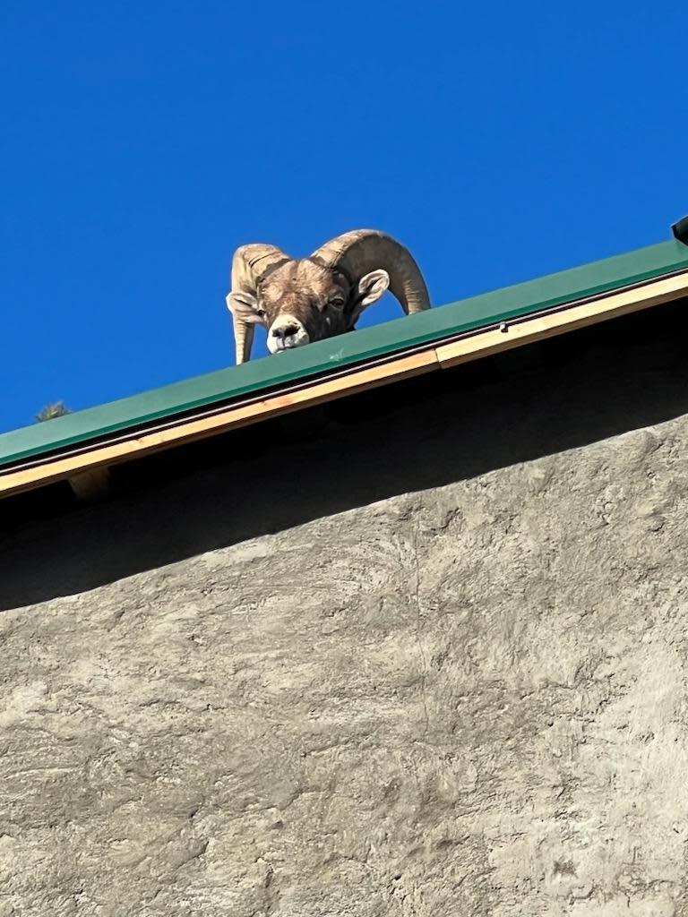 A male bighorn sheep is shown on the roof of a Boulder County home on Dec. 5, 2023. Wildlife officials aren't sure how the ram got onto the roof. The ram finally returned to the foothills after spending 36 hours at the home.