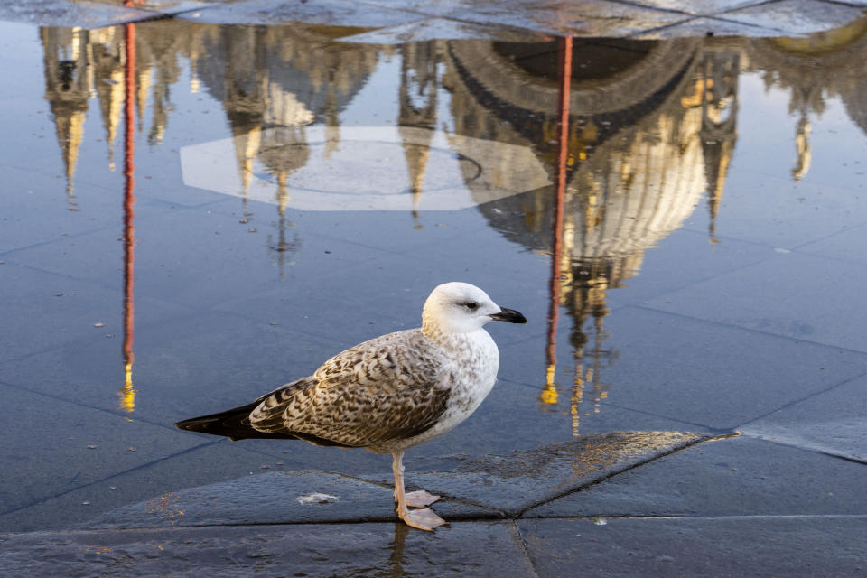 A seagull stands in a thin layer of seawater surfacing in St. Mark's Square in Venice, northern Italy, Wednesday, Dec. 7, 2022, during a moderately high tide. Glass barriers that prevent seawater from flooding the 900-year-old iconic St Mark's Basilica, reflected in the background, have been recently installed. St. Mark's Square is the lowest-laying city area and frequently ends up underwater during extreme weather. (AP Photo/Domenico Stinellis)