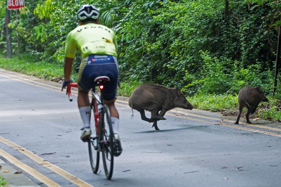 SINGAPORE, July 30, 2020 -- Two wild boars run across Old Upper Thomson Road in Singapore, July 30, 2020. Singapore is known as a garden city for its lush greenery and neatness. (Photo by Then Chih Wey/Xinhua via Getty) (Xinhua/Then Chih Wey via Getty Images)