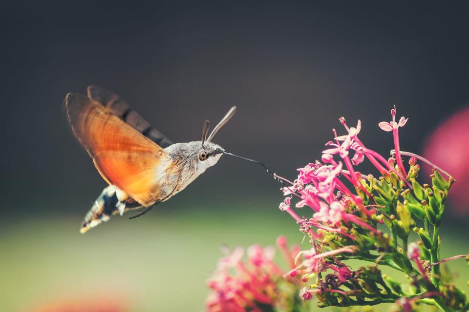 Hummingbird Hawk-moth