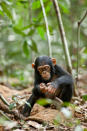 DisneyNature's "Chimpanzee" - 2012