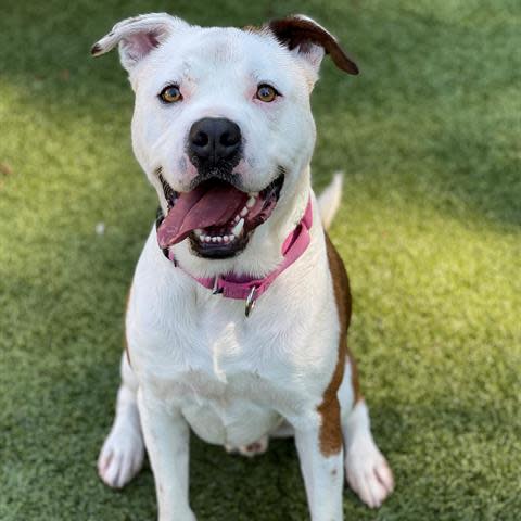 Duke is a handsome 3-year-old male that has been at the shelter for a few months. He is so comical and loves to play fetch. He plays in the yard with his buddies. He is a volunteer favorite!  To meet Duke, call 405-216-7615 or visit the Edmond Animal Shelter 2424 Old Timbers Drive.