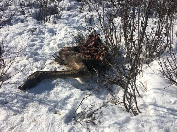 Parts of a discarded caribou. Discarded meat can attract bears as they come out of hibernation, creating a safety risk for those in the area.