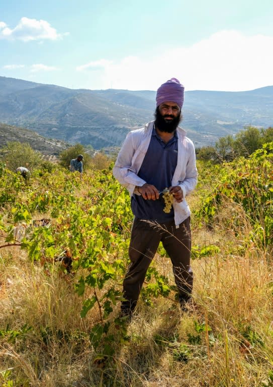 An Indian worker holds up a vine of Cypriot Xynisteri (white) grapes while harvesting with teammates in a field in the village of Monagri