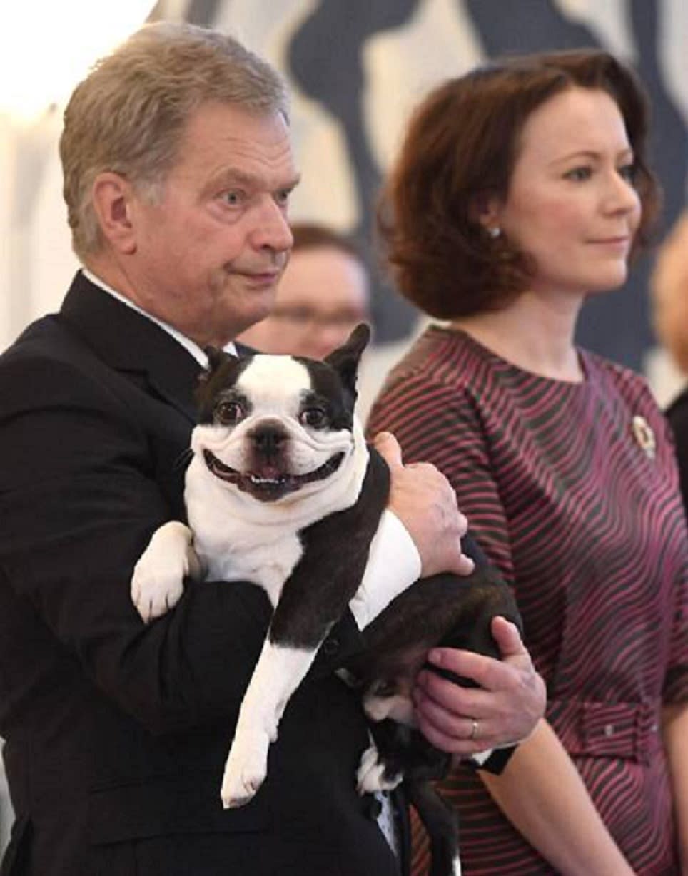 We need to talk about the Finnish president’s dog Lennu, aka the most insane looking dog on the planet