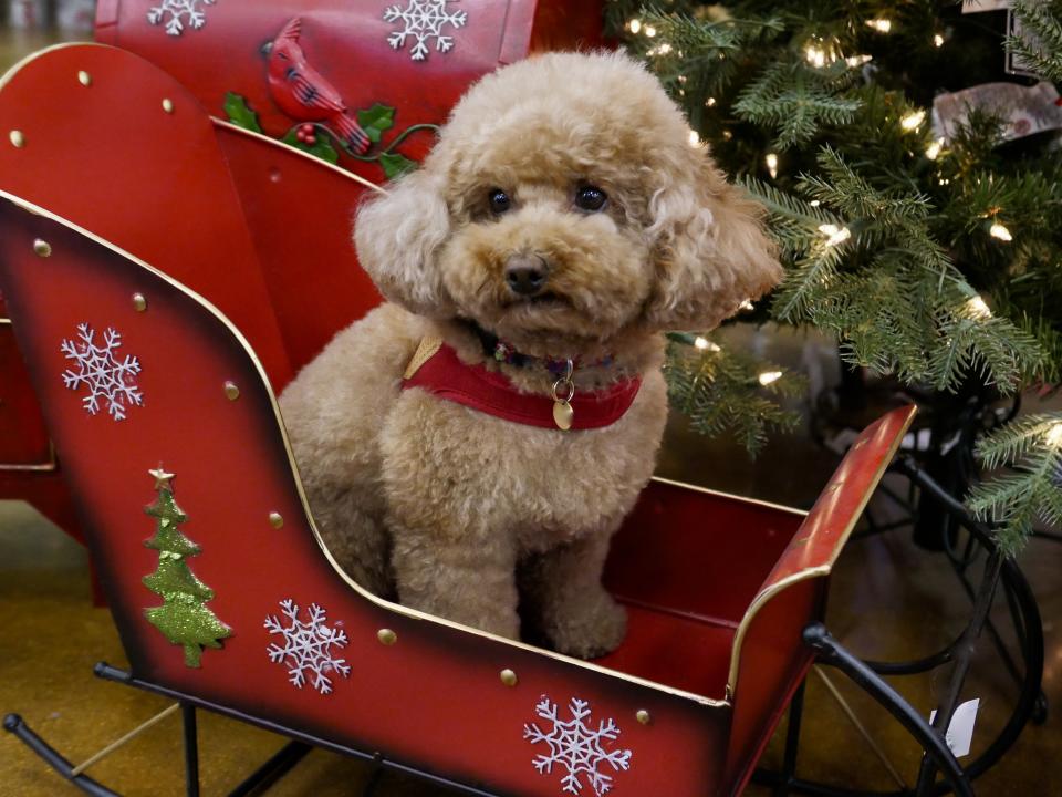 Cute Poodles posing in front of Christmas Decor
