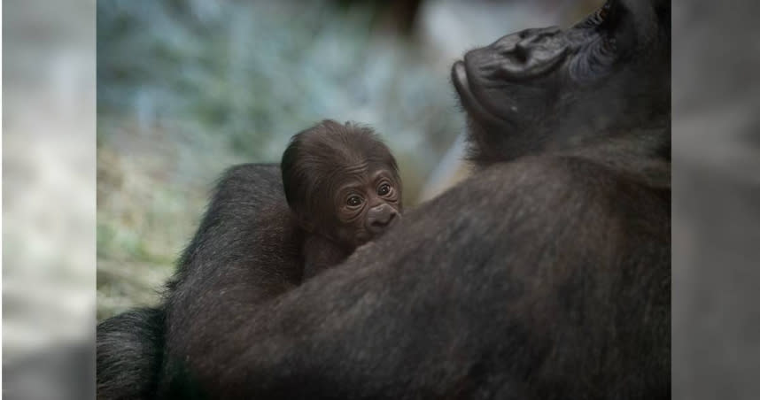 美國哥倫布動物園一隻長期被誤認成雄性的大猩猩，直到誕下猩猩寶寶，才遭園方發現牠是雌性。（圖／翻攝自推特／@ColumbusZoo）