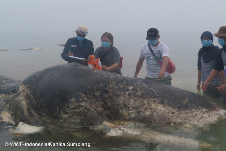 Rescuers inspect the sperm whale carcass in Indonesia. (WWF Indonesia/Kartika Sumolang)