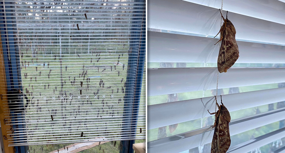 Left - hundreds of moths on a window with grass in the background. Right - close up of the moths on the window.